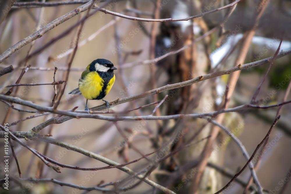 Little Titmouse sitting on a branch.