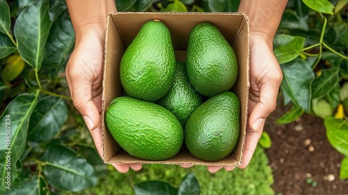 Over the entire avocado box on the garden's floor, an unidentified individual is holding avocados in their hands. photo