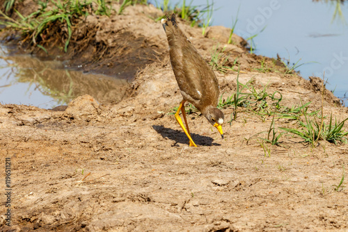 Wattled lapwing looking for food on the ground photo