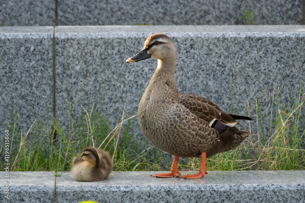Family of ducks swimming in artificial pond in Japan Family of ducks swimming in artificial pond in Japan