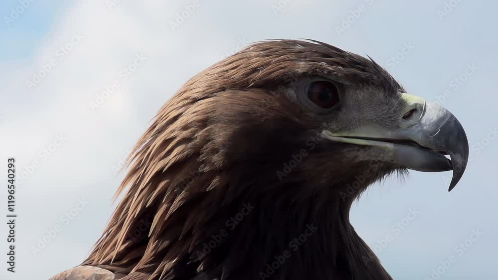 Golden Eagle Looks Around. Slow Motion at a rate of 240 fps. Saker falcon screams. Head close-up Golden Eagle Looks Around. Slow Motion at a rate of 240 fps. Saker falcon screams. Head close-up