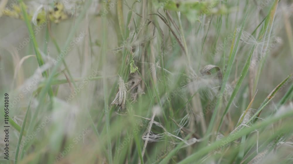 A field of grass with a few weeds in it. The grass is tall and the weeds are small A field of grass with a few weeds in it. The grass is tall and the weeds are small