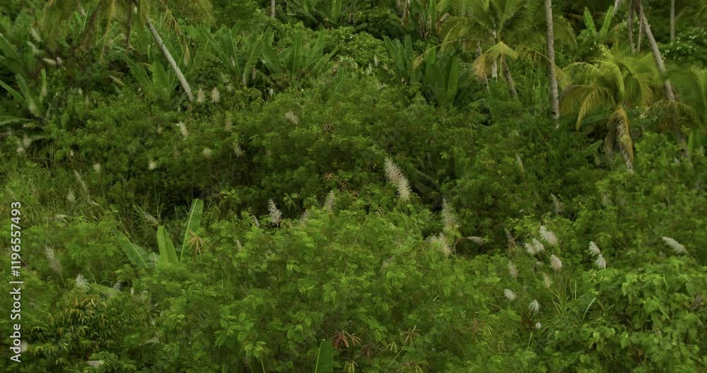 A close up view of other trees inside a coconut plantation in Siargao island, Philippines. A close up view of other trees inside a coconut plantation in Siargao island, Philippines.