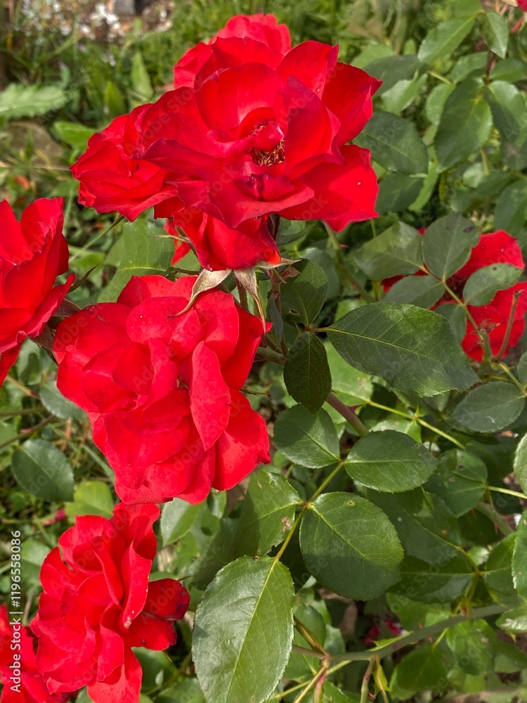 A rose bush with beautiful red roses in the garden. Vertical A rose bush with beautiful red roses in the garden. Vertical