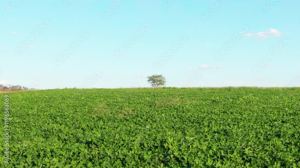 Forward moving aerial view of soybean plantation on bright sunny day. Cultivation landscape. Forward moving aerial view of soybean plantation on bright sunny day. Cultivation landscape.