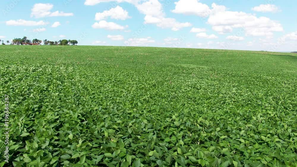 Featuring of soybean Drone Shot Featuring Long Soybean Plantation Field for Cultivationplantation stretched long on an field for cultivation. Drone shot. Featuring of soybean Drone Shot Featuring Long Soybean Plantation Field for Cultivationplantation stretched long on an field for cultivation. Drone shot.