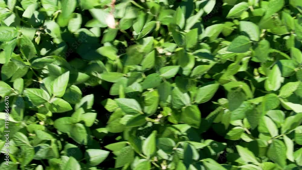 Top view of fresh green leaves of soybean plantation during daytime. Top view of fresh green leaves of soybean plantation during daytime.