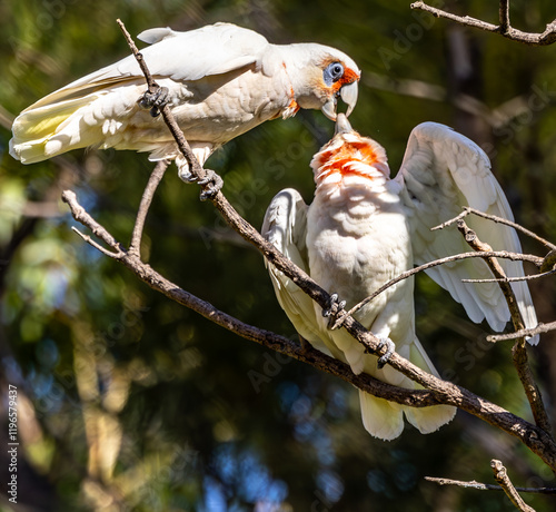 A Long-billed Corella (cacatua tenuirostris) feeding its young. photo