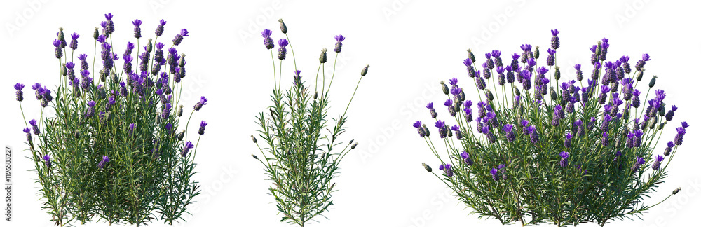 Naklejka premium Set of Lavandula stoechas (the Spanish lavender or topped lavender or French lavender) flowering frontal isolated png on a transparent background perfectly cutout