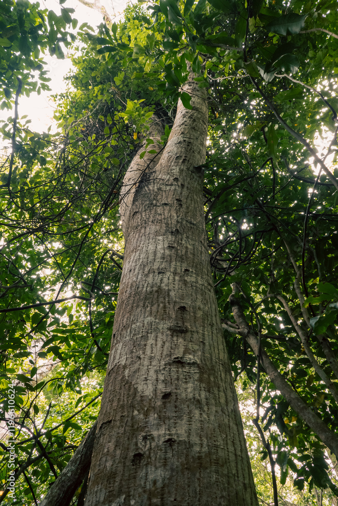 Fototapeta premium Low angle view of the Tamarind Tree - Tamarindus indica in Kaya Kinodo Sacred Forest in Diani, Kenya 