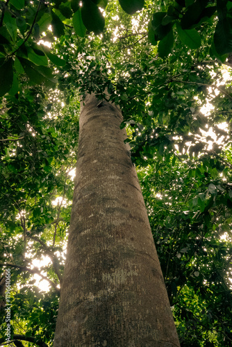 Low angle view of the Tamarind Tree - Tamarindus indica in Kaya Kinodo Sacred Forest in Diani, Kenya
 photo