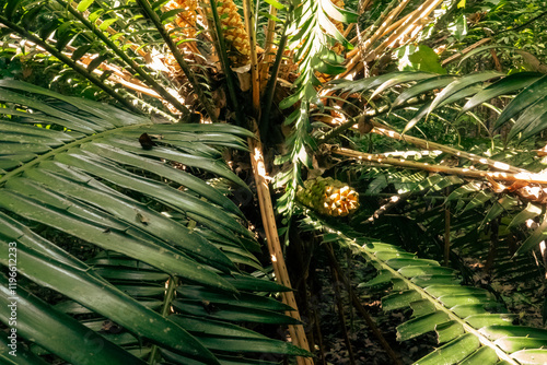 A Cycad palm - Encephalartos Hildebrandtii tree growing in the forest at Kaya Kinodo Sacred Forest in Diani Beach, Kenya 
 photo