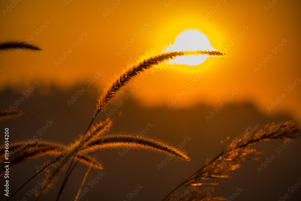 Obraz premium Golden Hour Sunrise with Shadows of Tall Grass, Capturing the Awe-Inspiring Beauty of Nature's Grandeur in a Serene and Magical Morning Scene