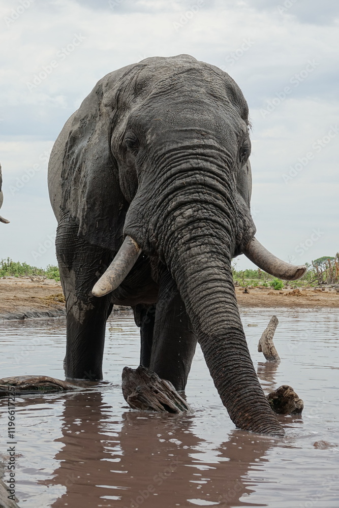 Fototapeta premium Elephant in Botswana drinking and playing at Waterhole in Khwai Region, Okavango Delta