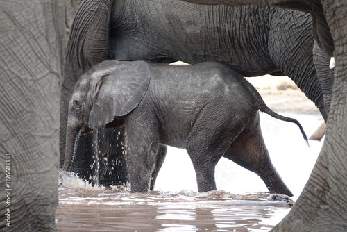 Elephant in Botswana drinking and playing at Waterhole in Khwai Region, Okavango Delta