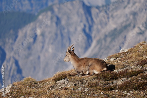Steinbock Geis in den Alpen Österreich Vorarlberg