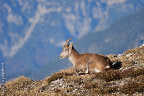 Steinbock Geis fotografiert in den Alpen Österreich Vorarlberg