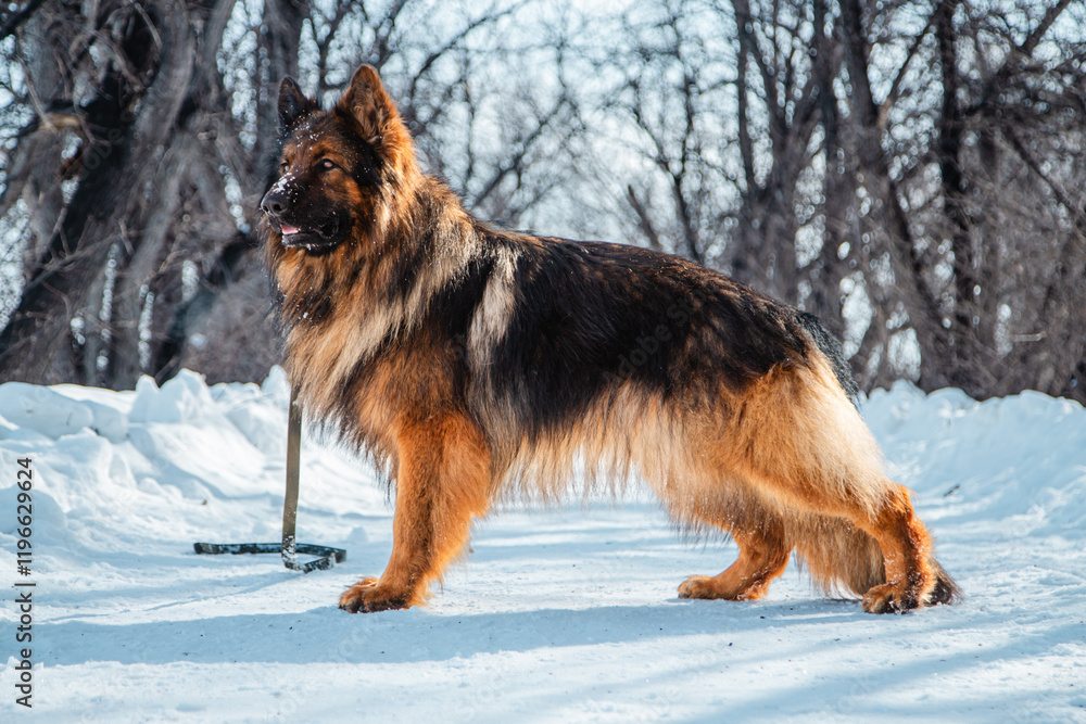 Long-haired shepherd dog against white snow in winter. Walking with a pet Long-haired shepherd dog against white snow in winter. Walking with a pet