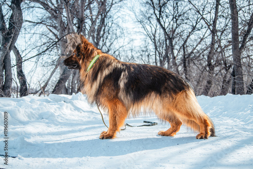 Long-haired shepherd dog against white snow in winter. Walking with a pet