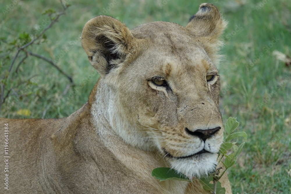 Fototapeta premium Lion Family with Cubs playing along the Okavango Delta in the Khwai Region