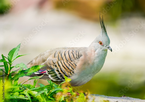 Portrait of a crested pigeon. Bird in close-up. Ocyphaps lophotes. Topknot pigeon photo