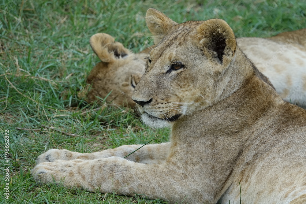 Lion Family with Cubs playing along the Okavango Delta in the Khwai Region