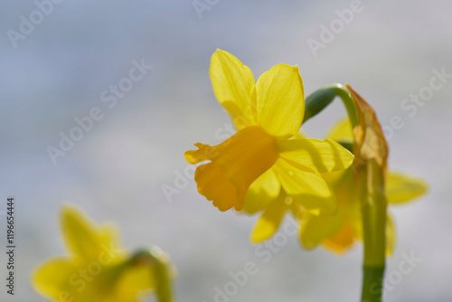 closeup on beautiful yellow narcissus blooming in a garden on clear background .