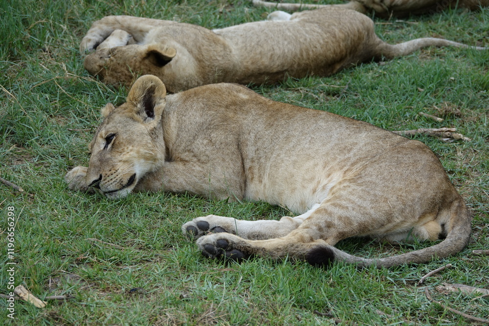 Lion Family with Cubs playing along the Okavango Delta in the Khwai Region Lion Family with Cubs playing along the Okavango Delta in the Khwai Region