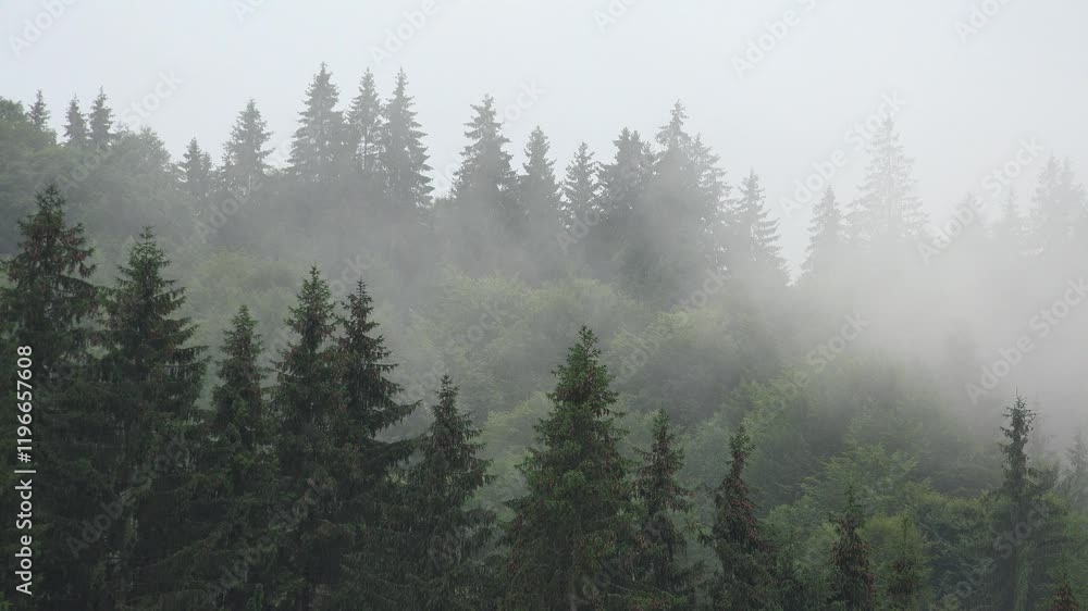Raining in Mountains, Clouds Mystical Fog, Cloudy Rainy Day, Foggy Forest, Stormy Mist Smoke in Alpine Wood, Overcast Timelapse Raining in Mountains, Clouds Mystical Fog, Cloudy Rainy Day, Foggy Forest, Stormy Mist Smoke in Alpine Wood, Overcast Timelapse