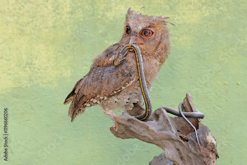 A Javan scops owl preys on a small snake. This nocturnal bird has the scientific name Otus lempiji.