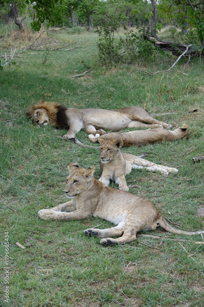Lion Family with Cubs playing along the Okavango Delta in the Khwai Region Lion Family with Cubs playing along the Okavango Delta in the Khwai Region