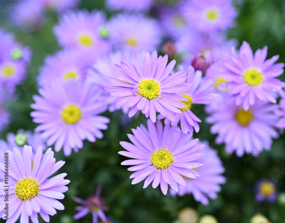 Aster amellus - Italian aster - Michaelmas daisy - Easter daisy - in flower Aster amellus - Italian aster - Michaelmas daisy - Easter daisy - in flower