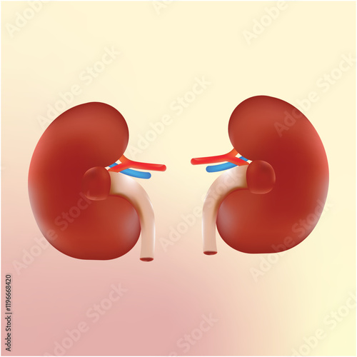 Kidney human renal realistic 3d vector front view illustration isolated on gradient background