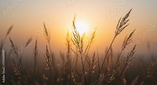 Golden Hour Sunrise Grass Field Nature Photography
