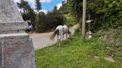 Free white horse eating grass and moving horse tail, street countryside