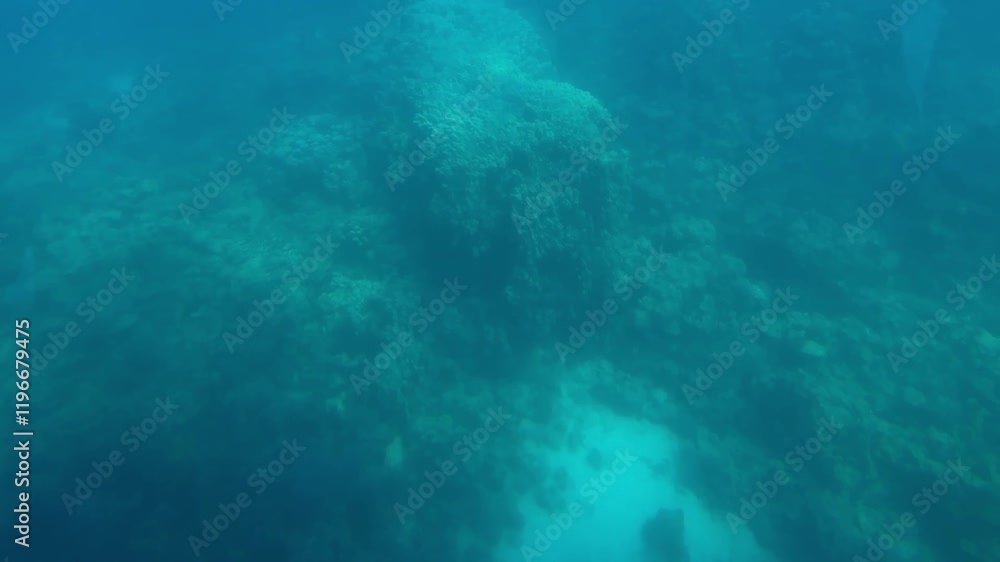 A view of Coral reefs under the sea, close up shot A view of Coral reefs under the sea, close up shot