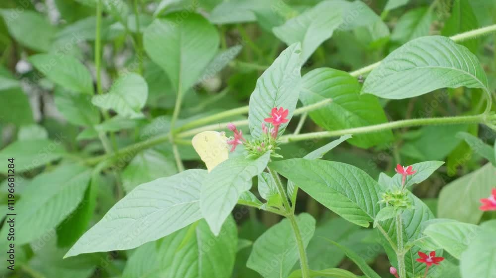 Butterfly from tropical northern Australia. Young child attempts to touch it. Clip 2
