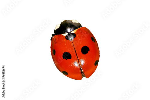 ladybird png