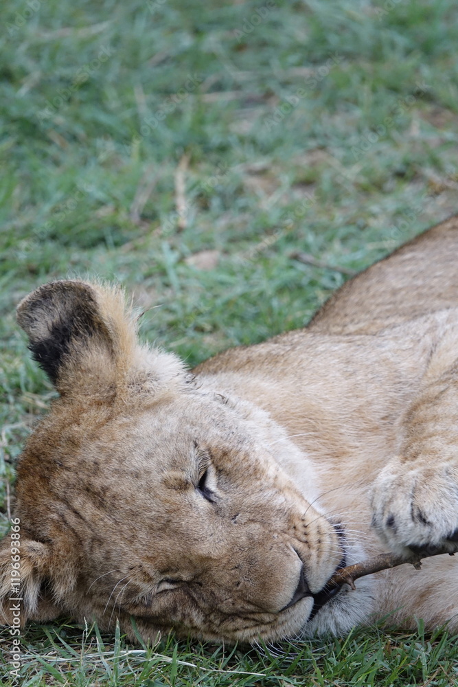 Fototapeta premium Lion family with cubs playing in the Okavango Delta in the Khwai Region