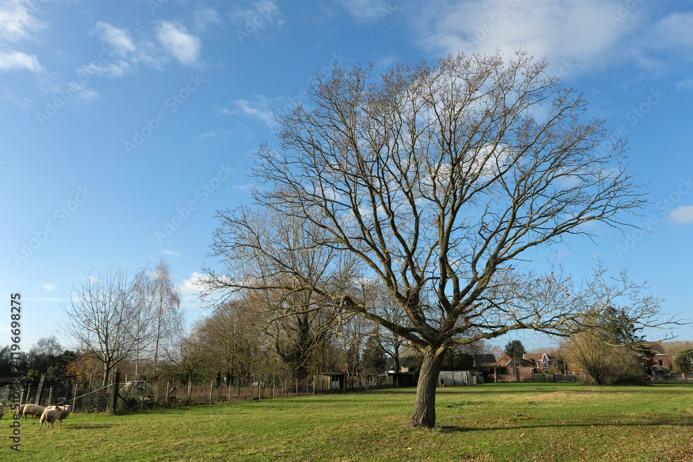 Open field with a large bare tree, a few sheep, and houses in the distance under a vibrant blue sky, representing pastoral life. Open field with a large bare tree, a few sheep, and houses in the distance under a vibrant blue sky, representing pastoral life.