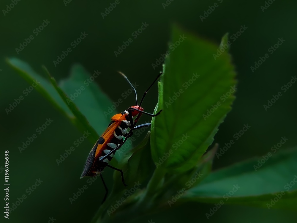 macro photos with a animals. macro photos with a animals.