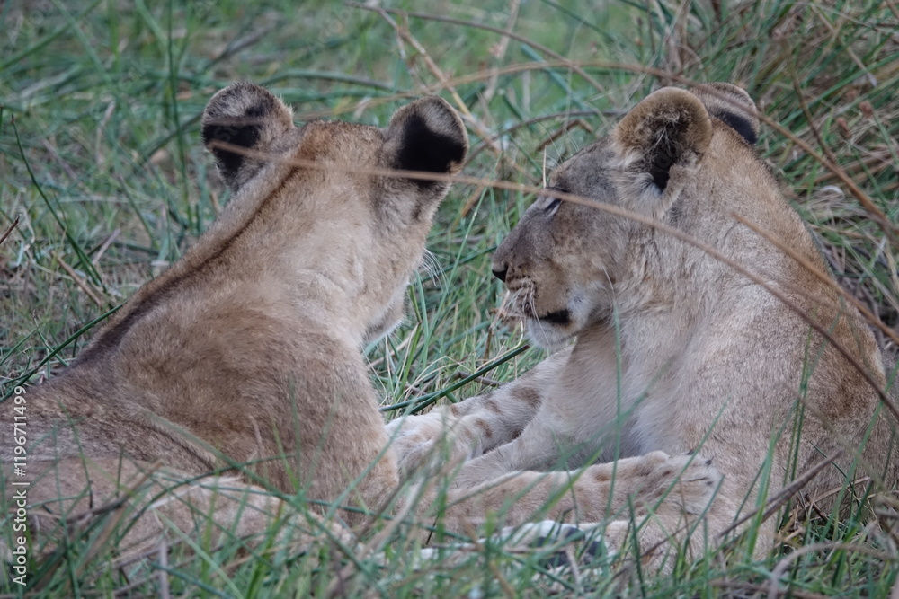 Lion Family with Cubs playing along the Okavango Delta in the Khwai Region Lion Family with Cubs playing along the Okavango Delta in the Khwai Region