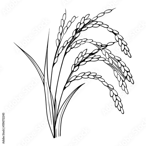 Rice plant