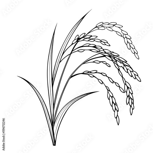 Rice plant
