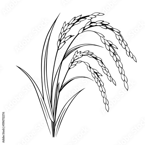 Rice plant