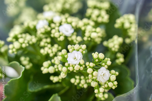 Foto Close up of white kalanchoe blossoms with green foliage capturing natural beauty and freshness