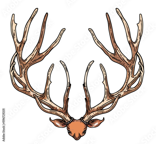 Geweih, Hirsch, Reh, Outdoor - Vektor