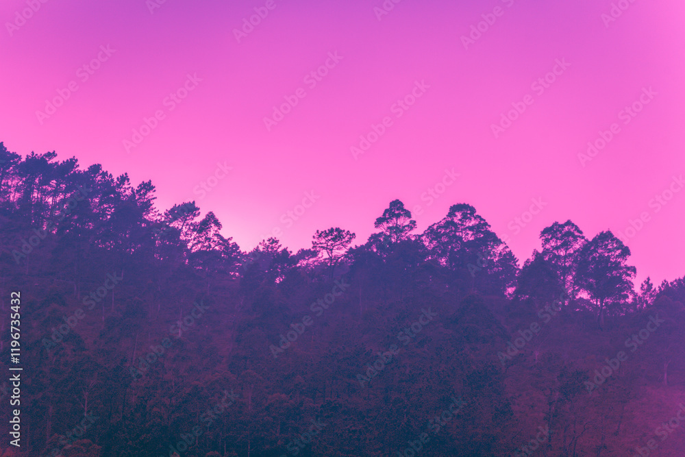Mediterranean pine forest against sunset cloudy sky. Nature background