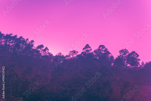 Obraz na płótnie Mediterranean pine forest against sunset cloudy sky. Nature background w salonie
