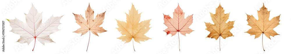 Autumn leaf png cut out element set, transparent background
